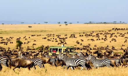 Panduan Lengkap Untuk Berpetualangan Satwa Liar Di Afrika!