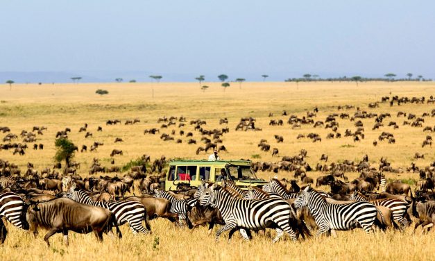 Panduan Lengkap Untuk Berpetualangan Satwa Liar Di Afrika!