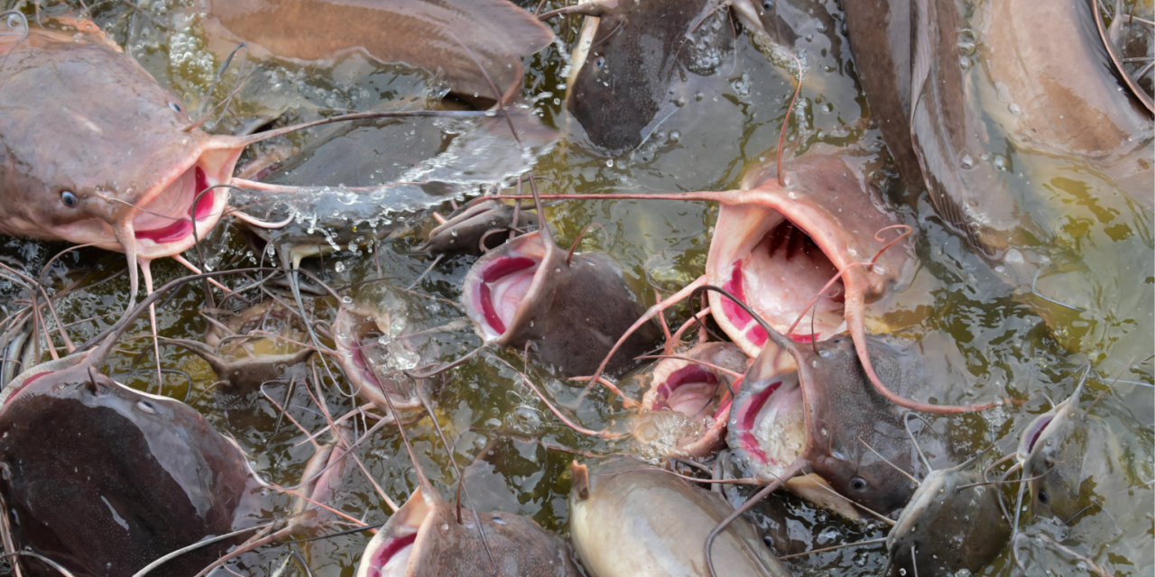 Bisnis Lele Bisa Jadi Opsi Untuk Kamu Dalam Mencari Sideincome