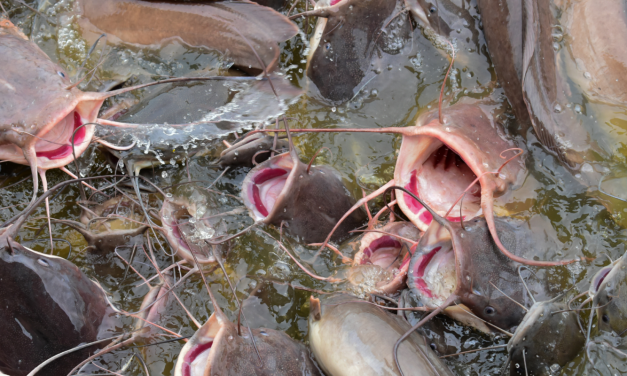 Bisnis Lele Bisa Jadi Opsi Untuk Kamu Dalam Mencari Sideincome