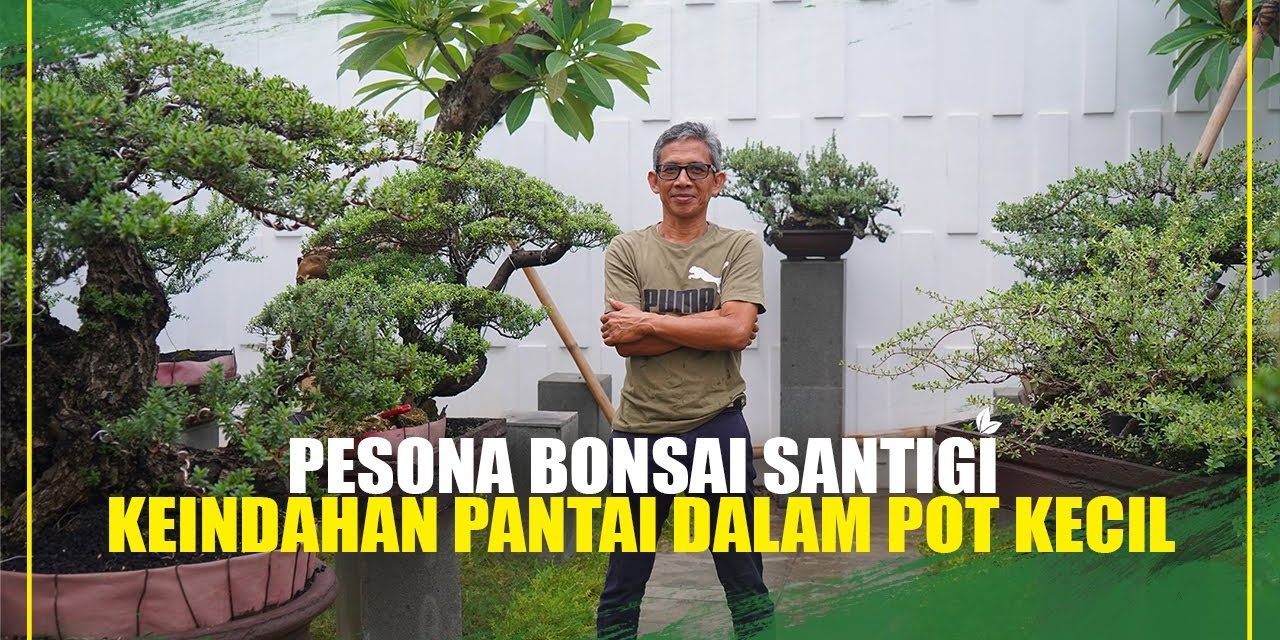 Pesona Unik Tanaman Bonsai Memiliki Teknik Perawatan Khusus
