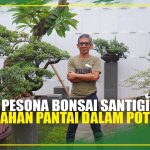 Pesona Unik Tanaman Bonsai Memiliki Teknik Perawatan Khusus