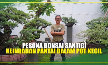 Pesona Unik Tanaman Bonsai Memiliki Teknik Perawatan Khusus