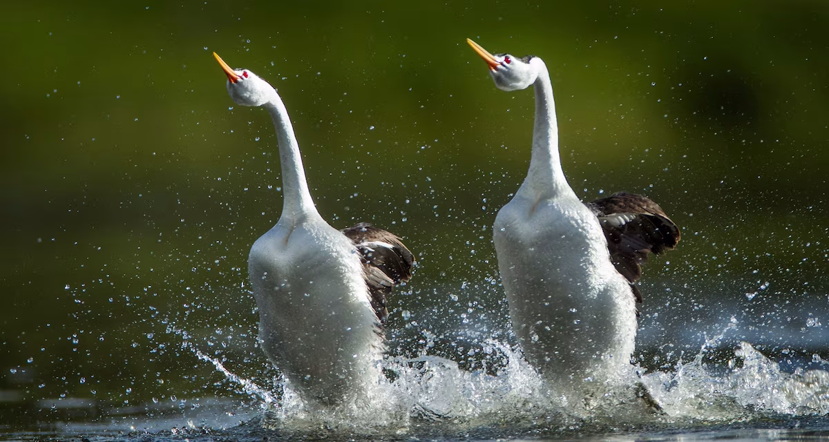 Fakta Unik Burung Grebe: Si Penyelam Ulung Di Dunia Burung Air