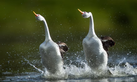 Fakta Unik Burung Grebe: Si Penyelam Ulung Di Dunia Burung Air