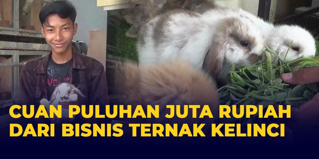 Bisnis Ternak Kelinci Memiliki Potensi Pasar Yang Menjanjikan