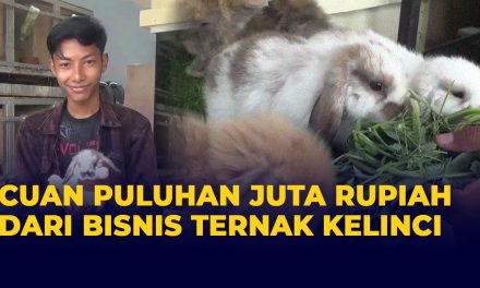 Bisnis Ternak Kelinci Memiliki Potensi Pasar Yang Menjanjikan