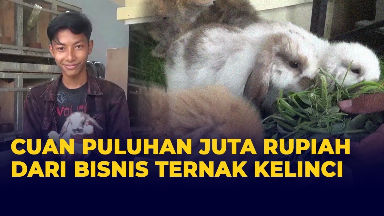 Bisnis Ternak Kelinci