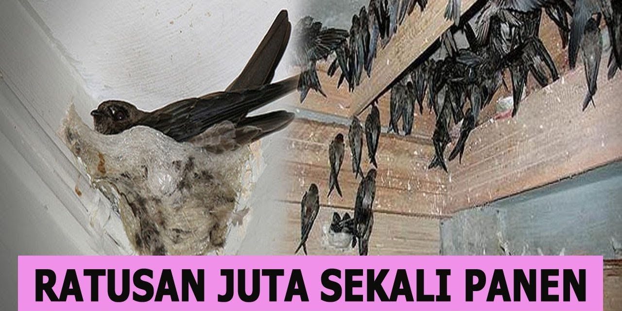 Bisnis Sarang Burung Walet Sekali Panen Jadi Kaya Raya