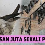 Bisnis Sarang Burung Walet Sekali Panen Jadi Kaya Raya