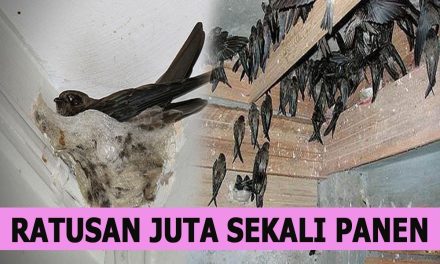 Bisnis Sarang Burung Walet Sekali Panen Jadi Kaya Raya