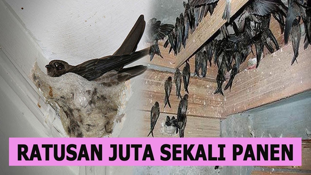 Bisnis Sarang