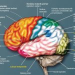 Fungsi Organ Utama Saraf Pada Otak Memiliki Peran Khusus