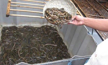 Bisnis Ternak Belut Menjadi Sumber Penghasilan Yang Menjanjikan