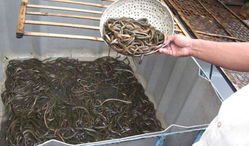 Bisnis Ternak Belut Menjadi Sumber Penghasilan Yang Menjanjikan
